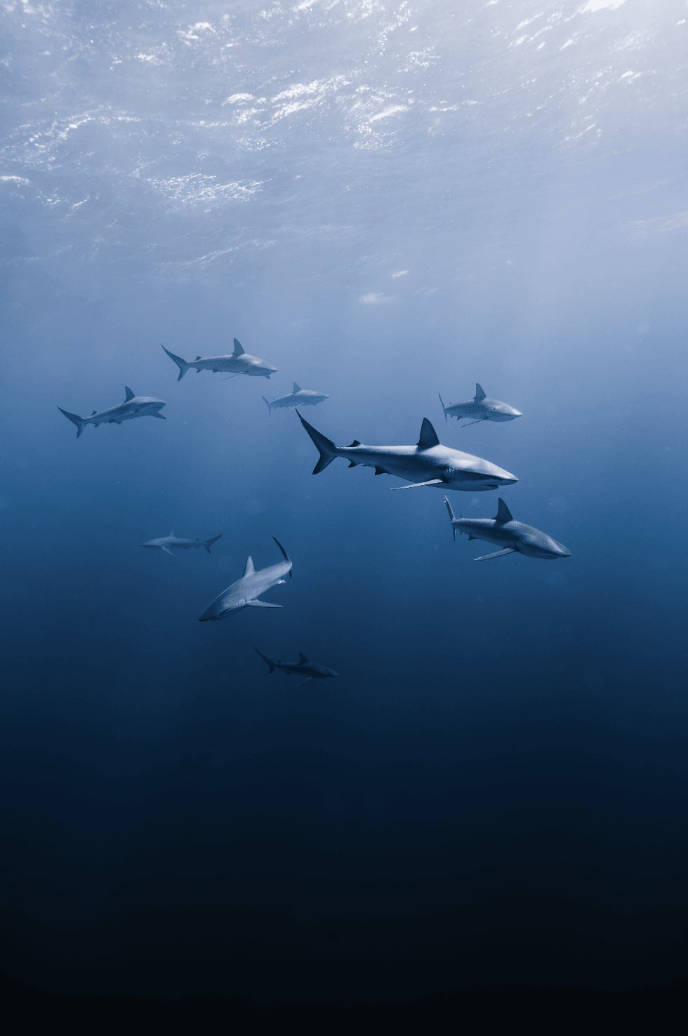 Marine Wildlife Snorkel Tour: Sea Tiger Shipwreck & Sharks