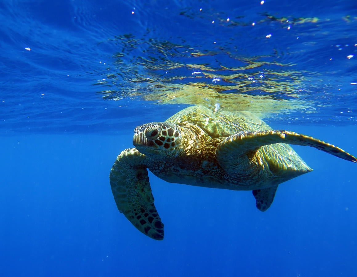 Turtle Canyon Adventure