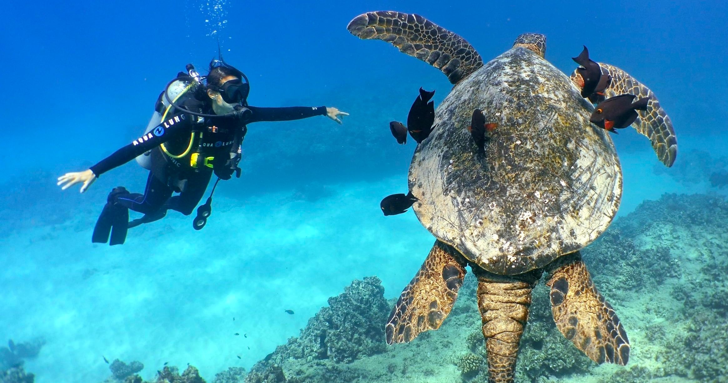 2 Tank Shallow Reef Boat Dives - Waikiki