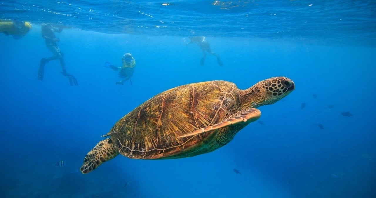 Turtle Canyons Snorkel Excursion