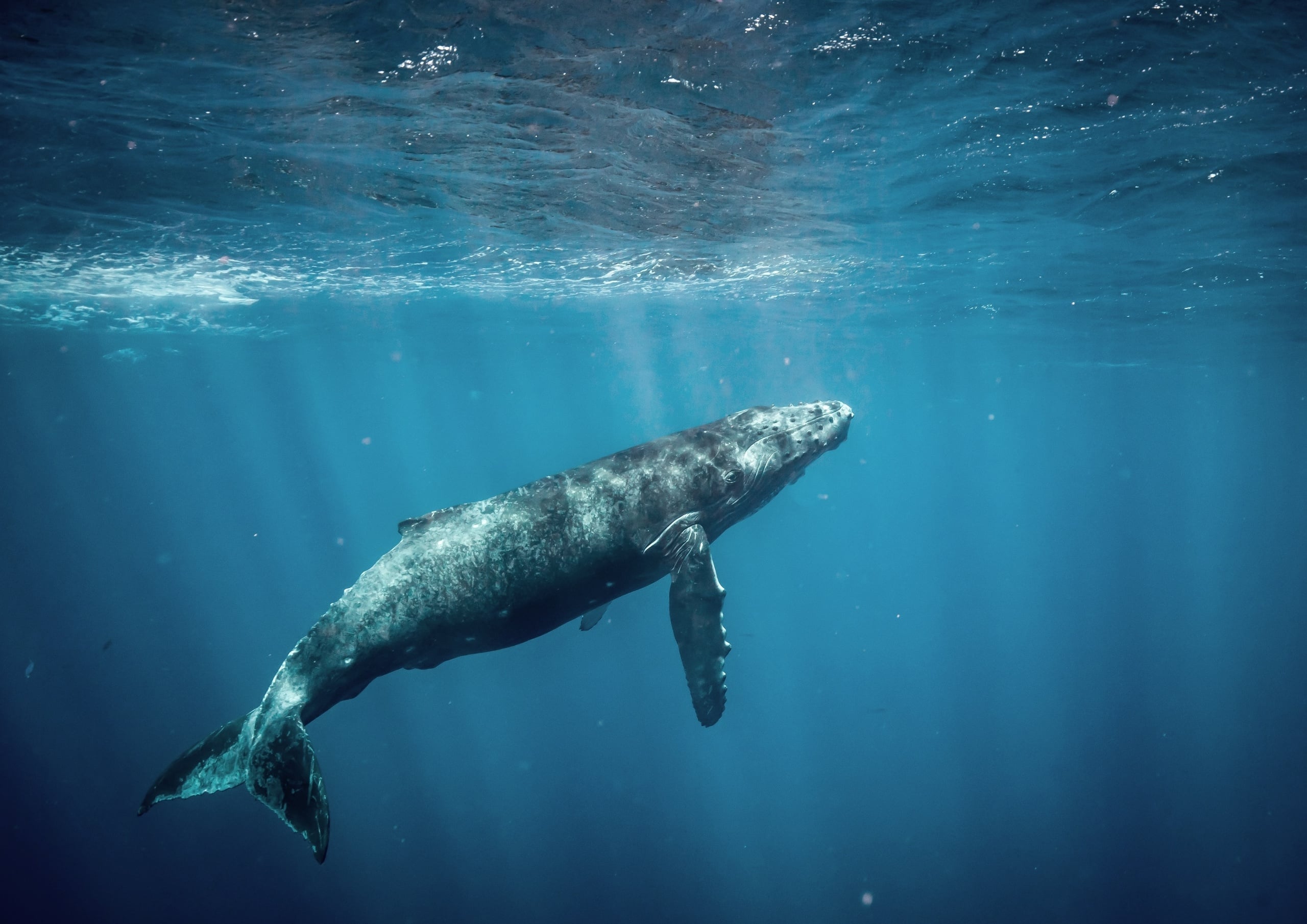 Whale Watching Tour  |  December - March