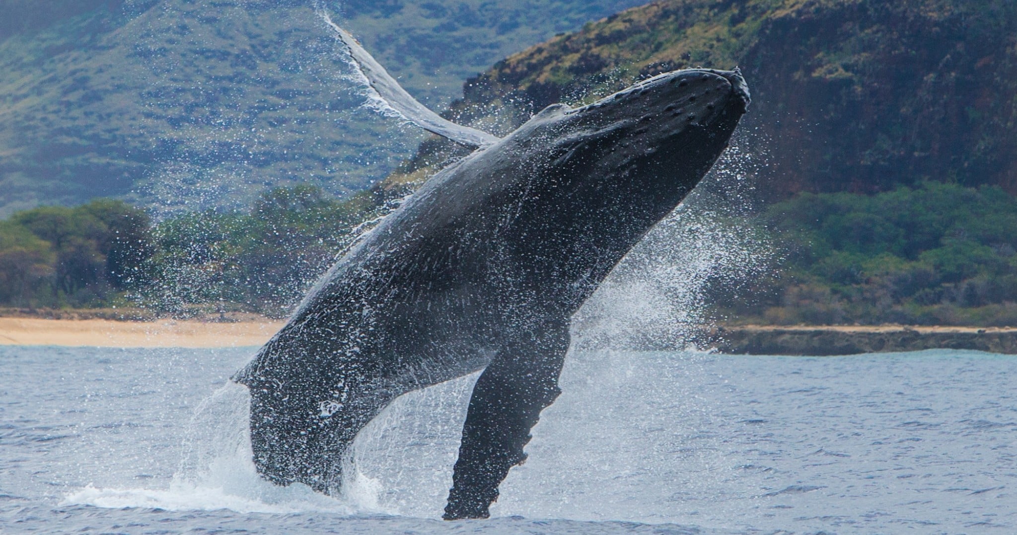 Whale Watch