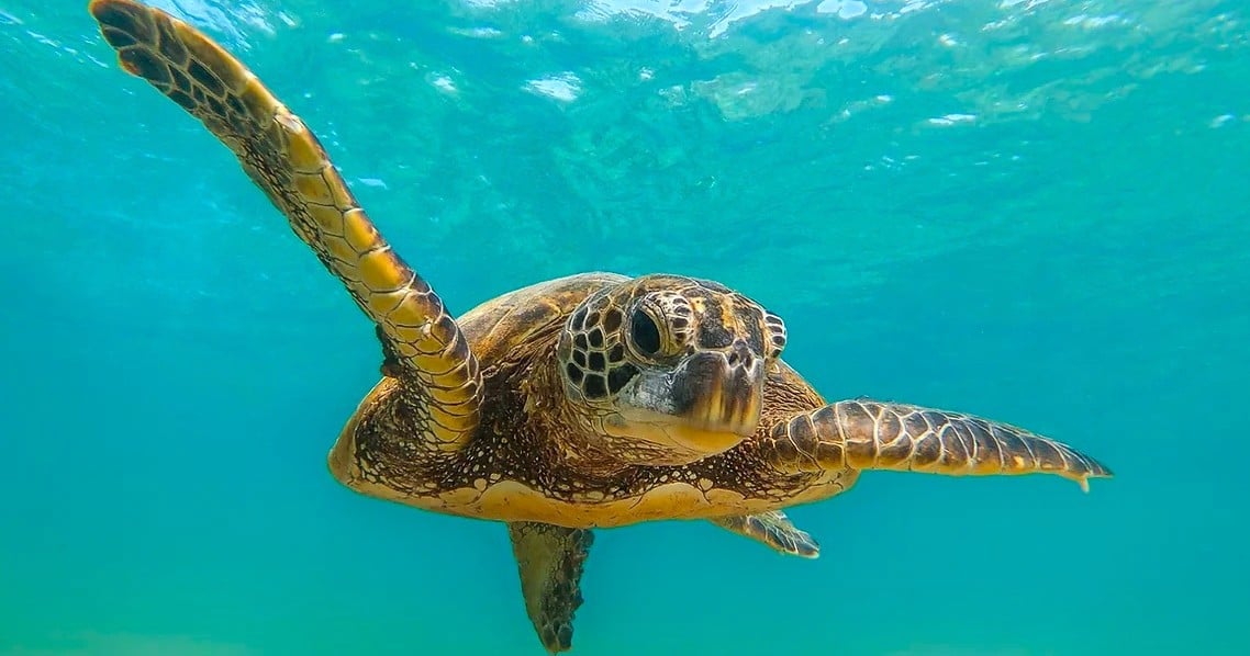 Deluxe Turtle Snorkel