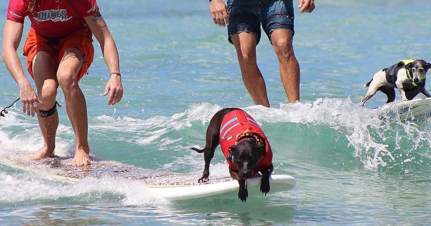 Surfing Lessons
