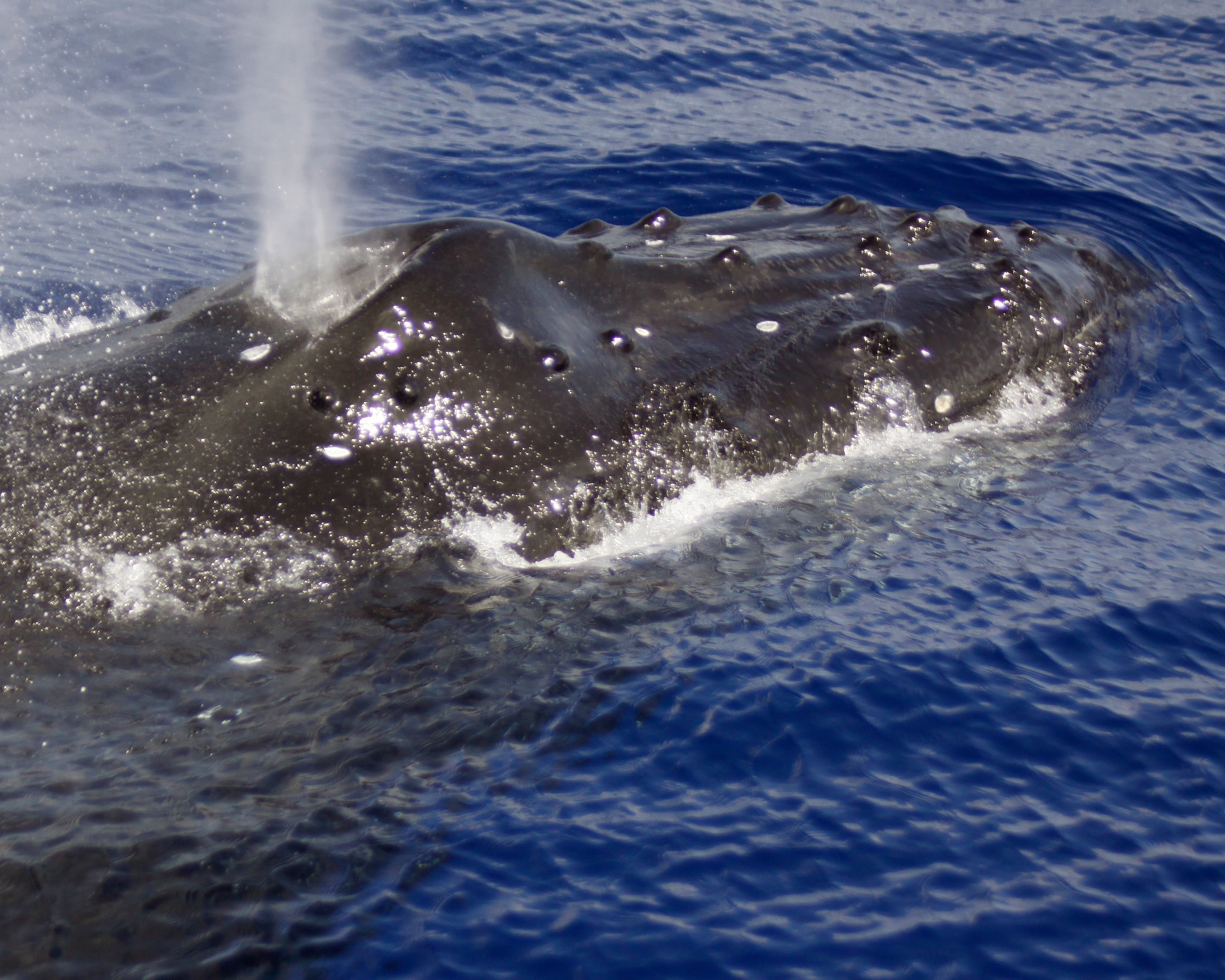 Wildlife in Depth - Sea'fari Style