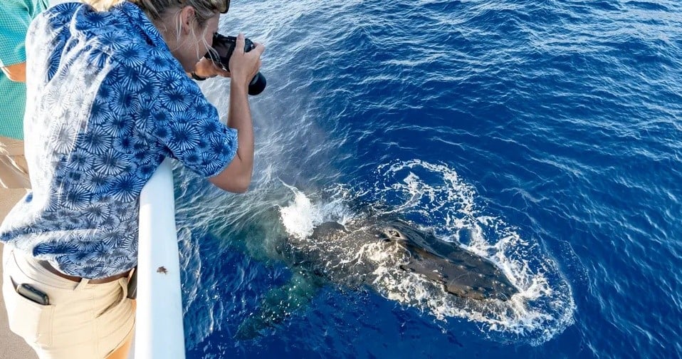 Whale Watch Cruise