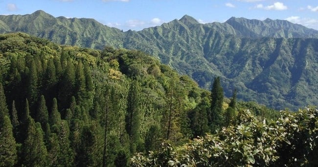 Hawaii Volcanic Rainforest Hike