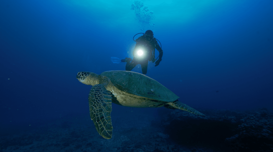 Night Dives