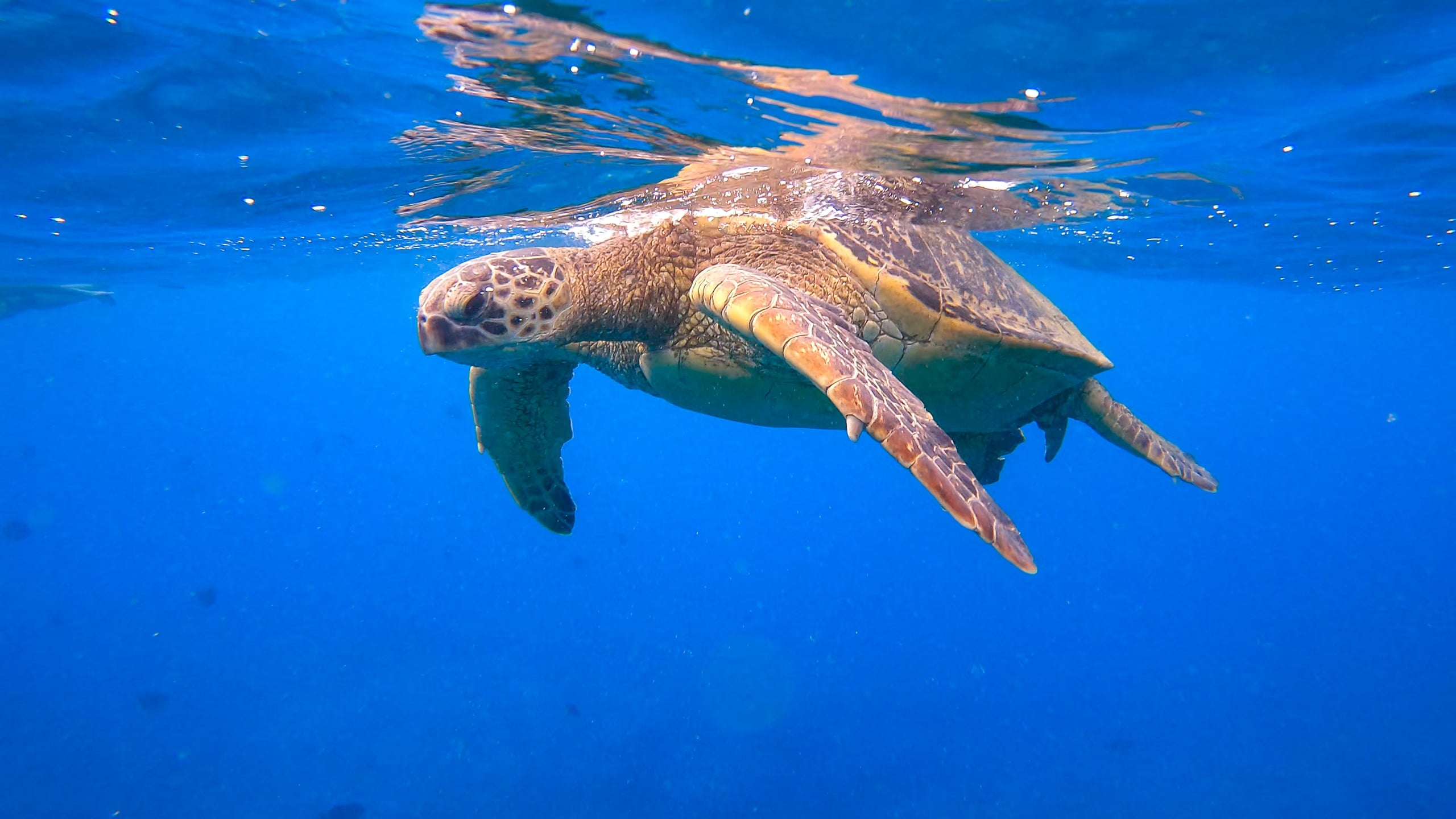 Waikiki Turtle Snorkeling