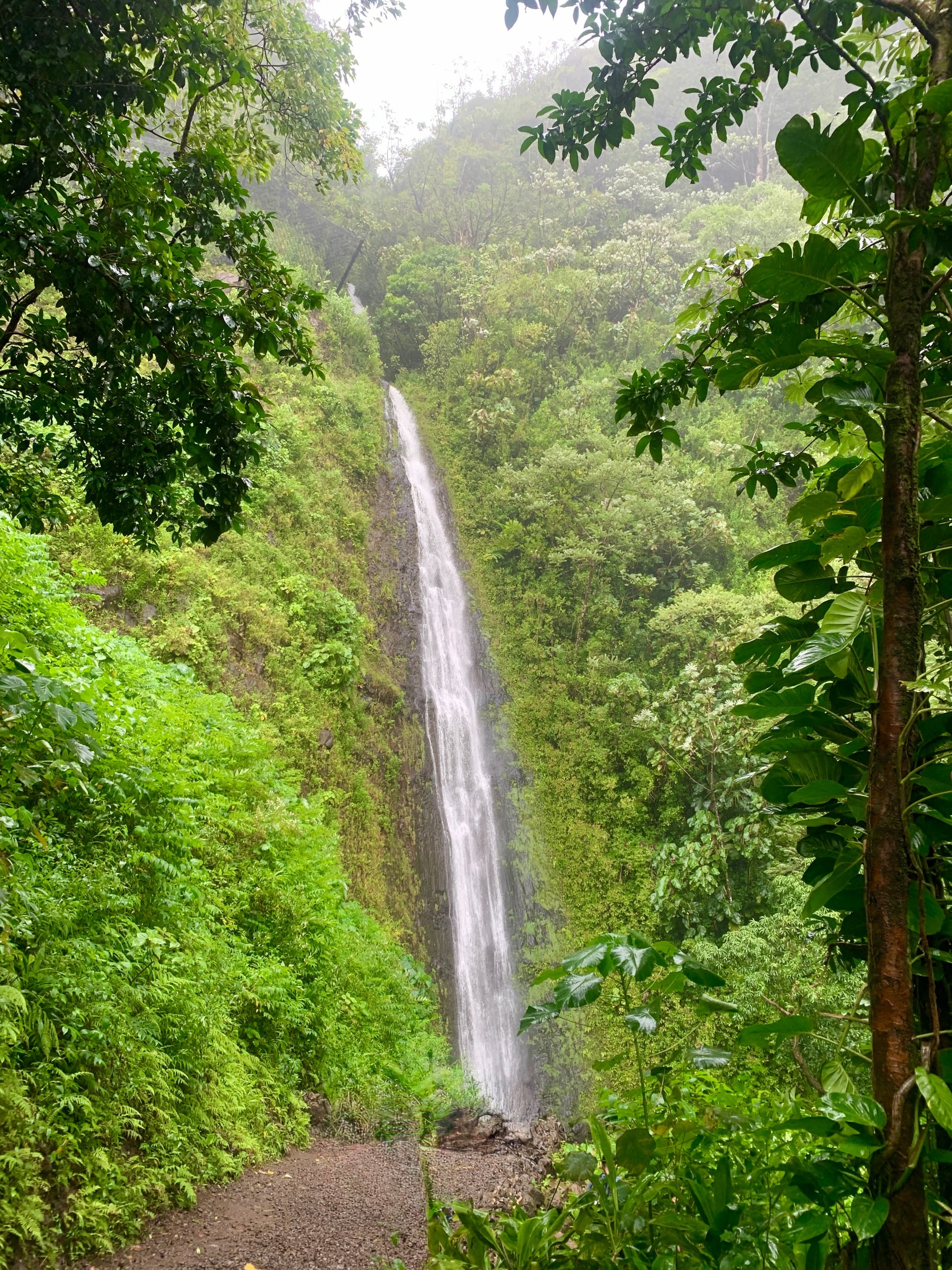 Manoa Falls Rainforest & Self-Guided Hike