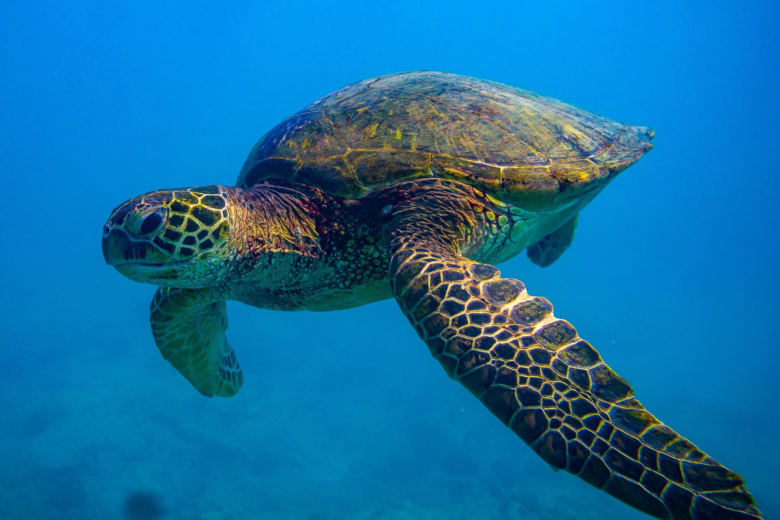 Turtle snorkle & Observers