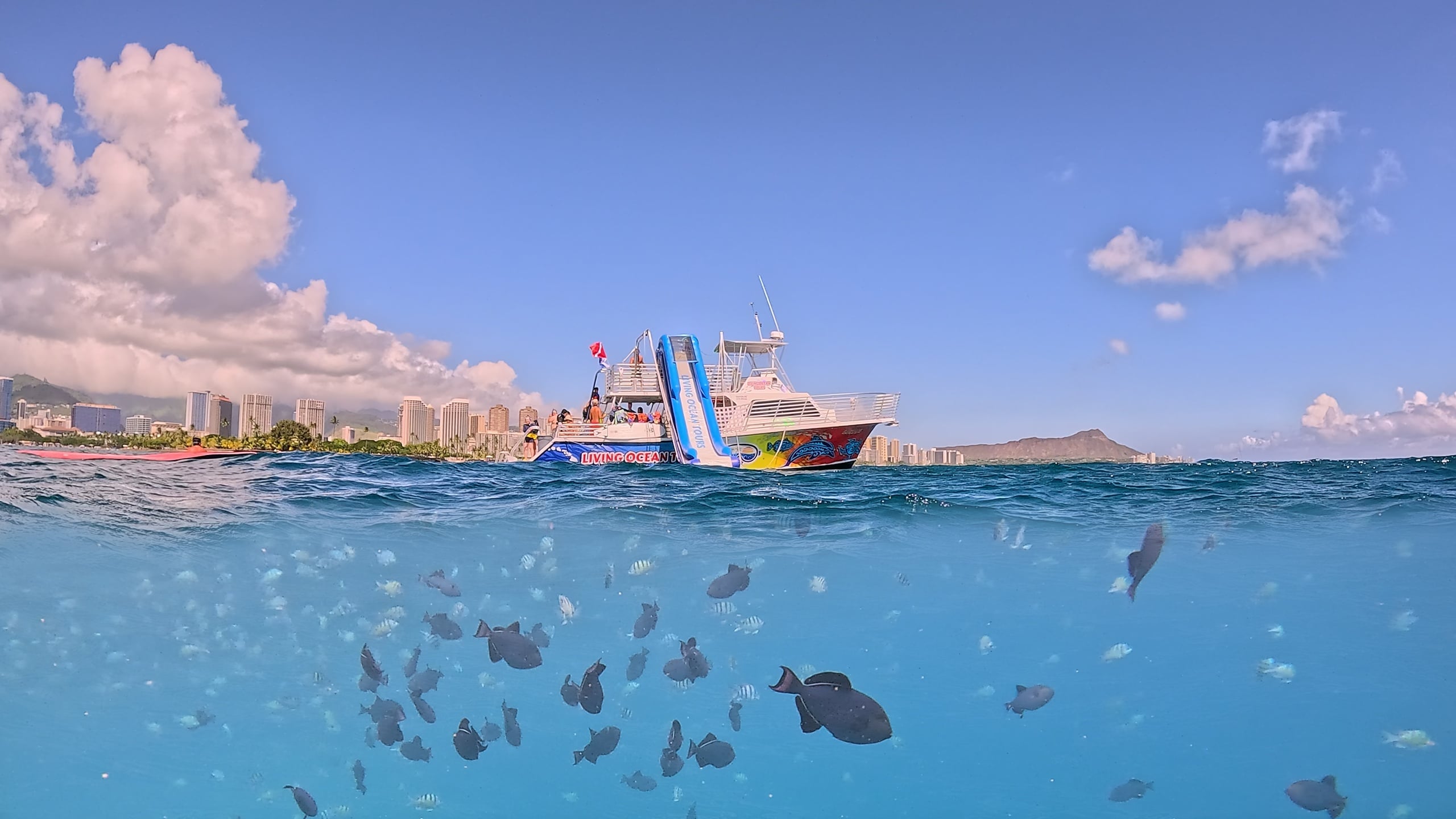 Deluxe Snorkel and Wildlife Cruise