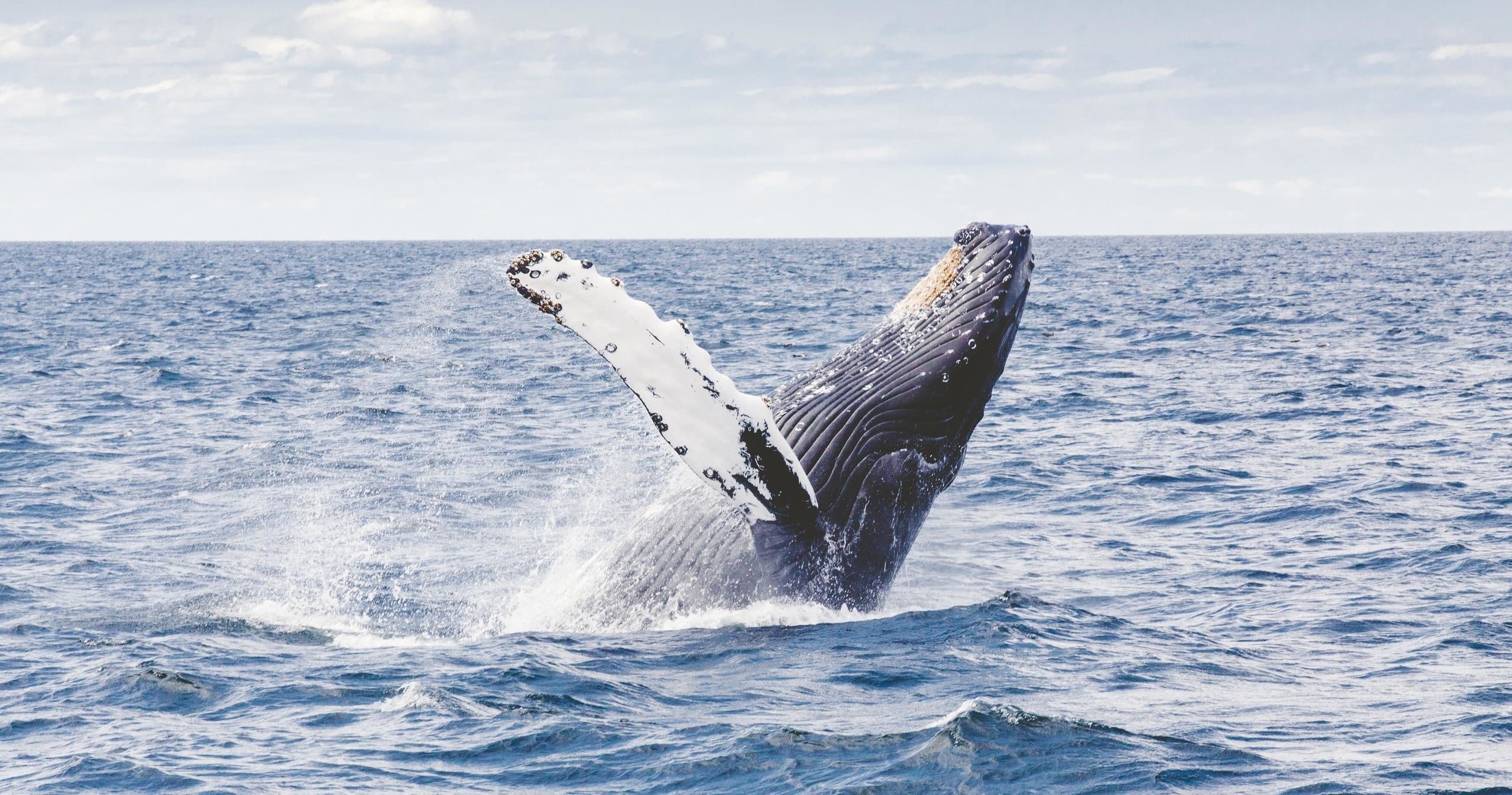 Private Whale Watching Waikiki "Keanuenue"