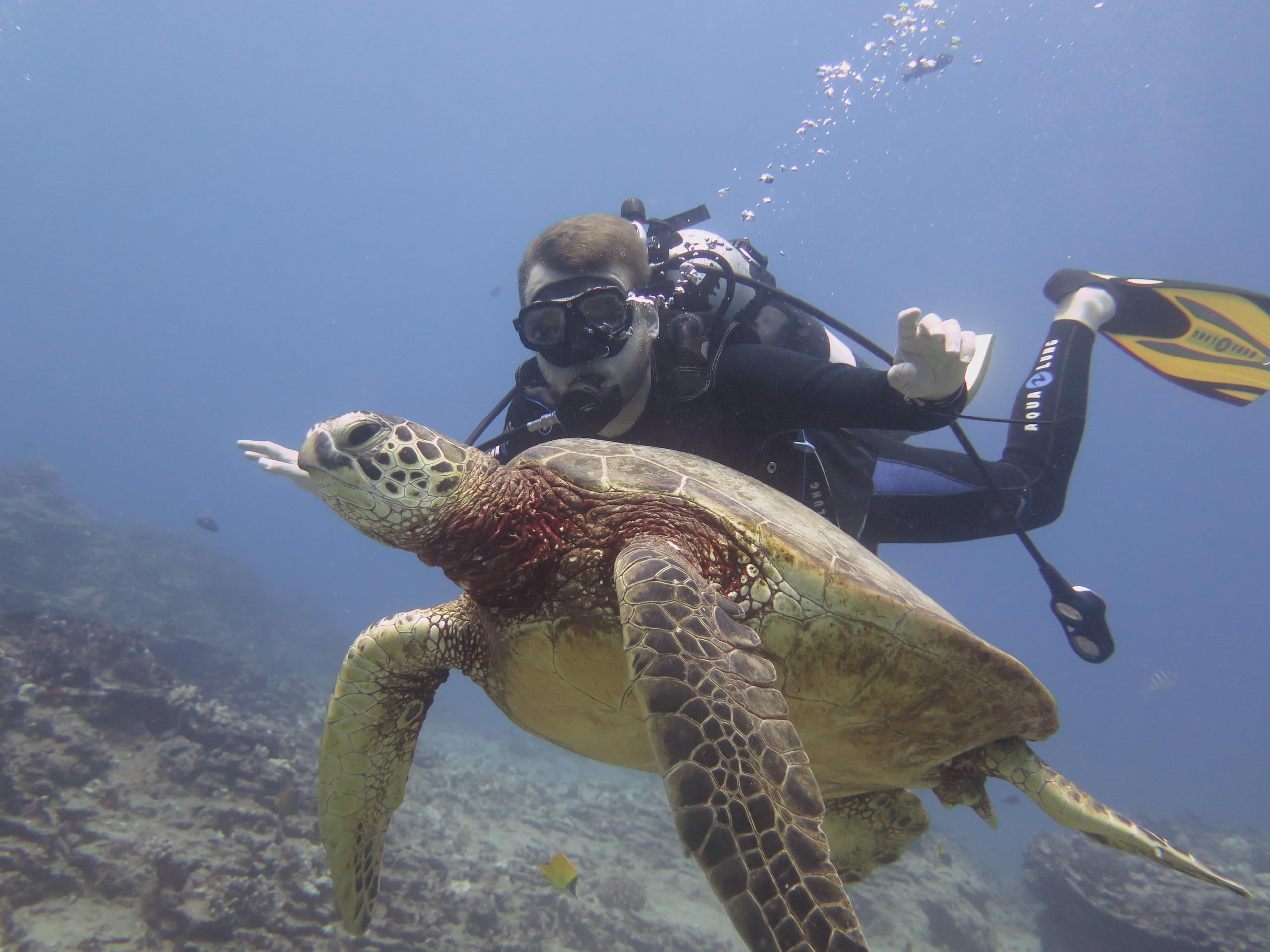 Two Tank Shallow Reef Dives