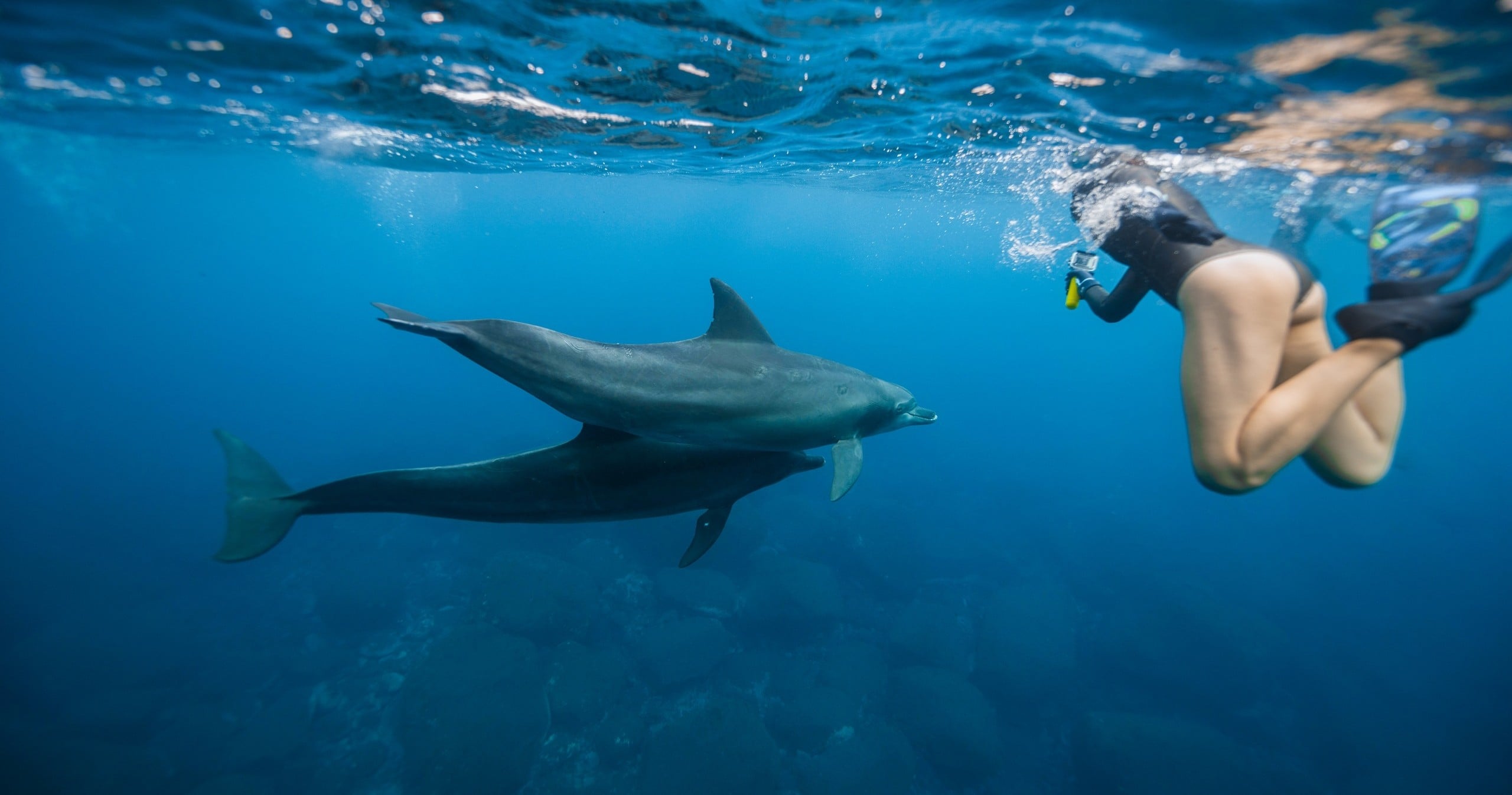 Swim with Wild Dolphins in West Oahu