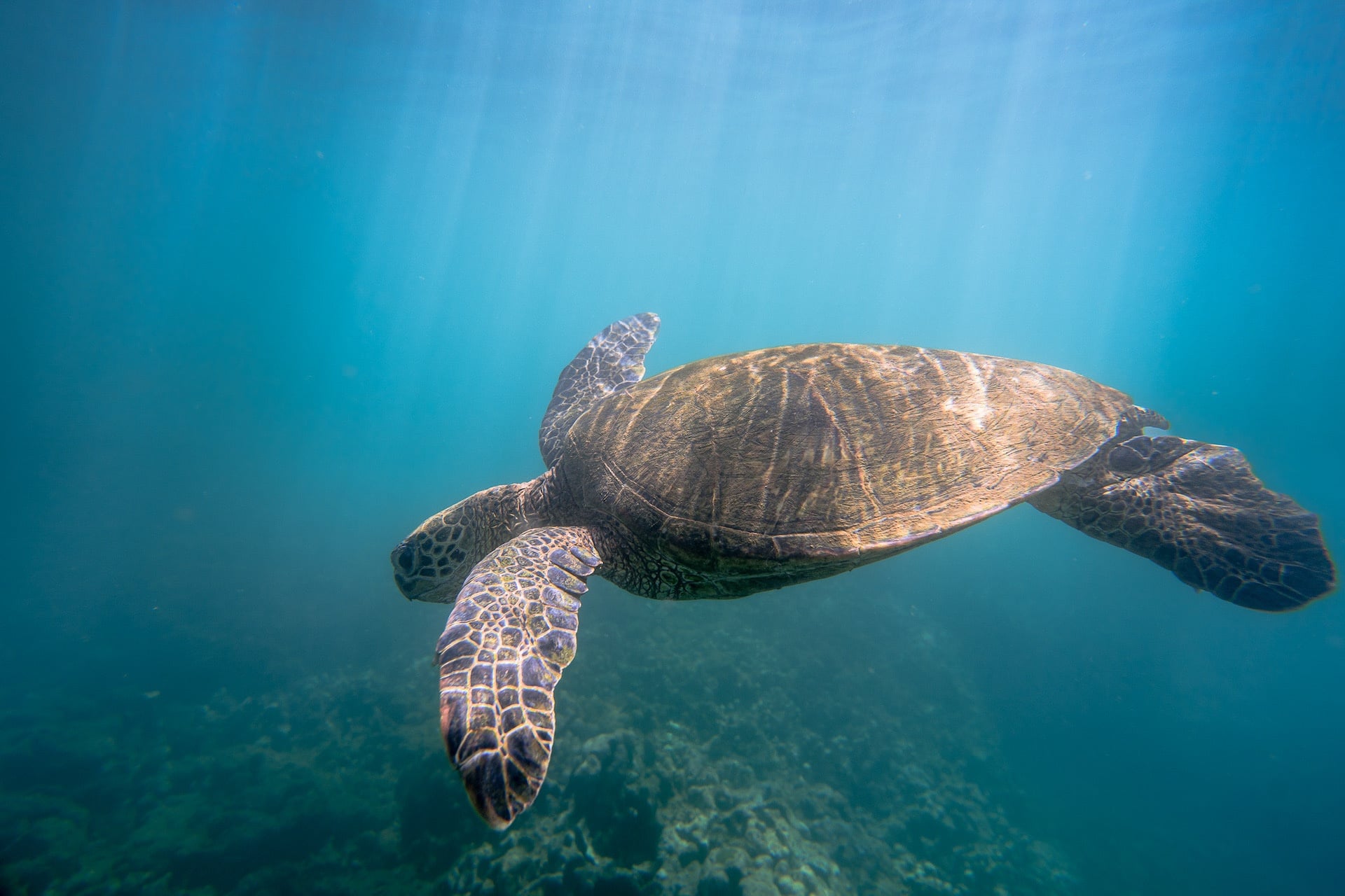 Snorkel With Turtles