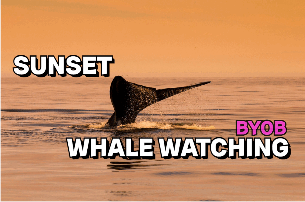 Sunset Whale Watching + BYOB