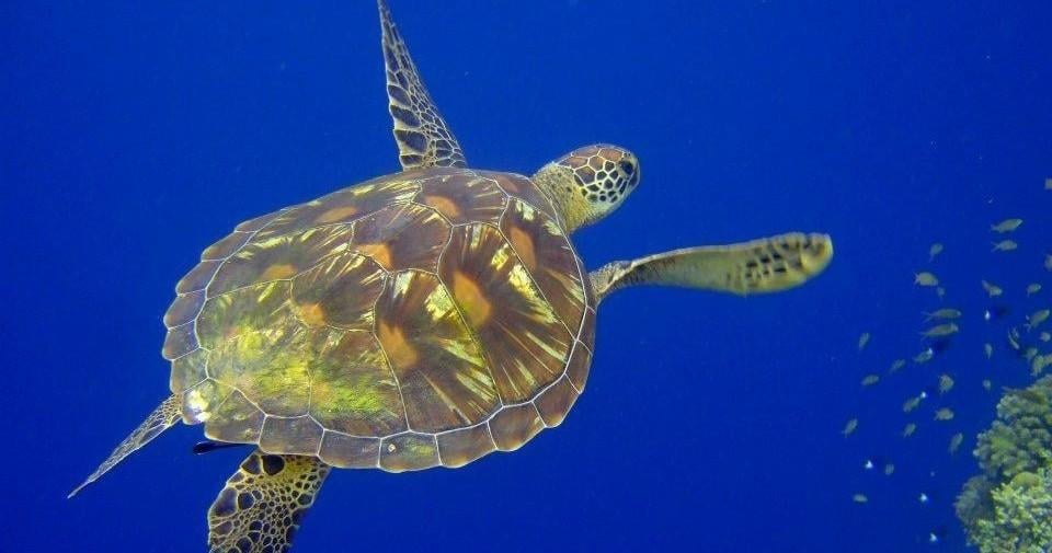 PADI Specialty Courses: Beyond the Basics