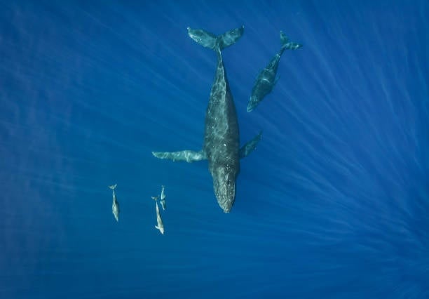 Whale Watching + Marine Life Tour