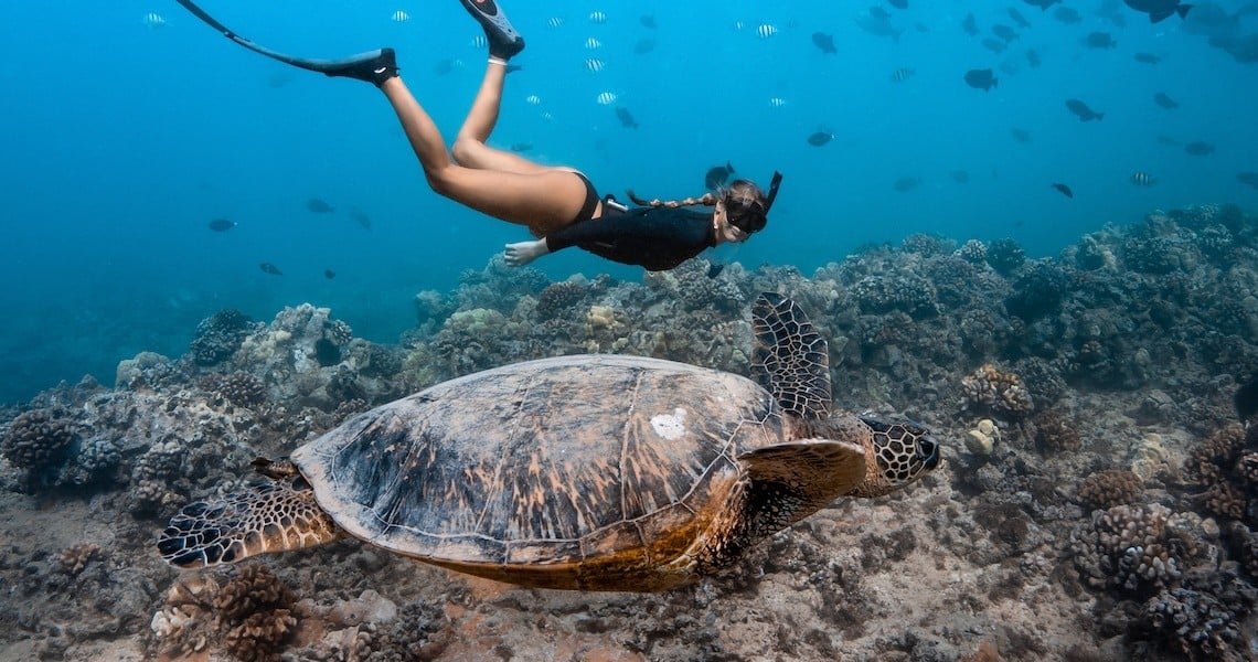 Waikiki Turtle Canyon Snorkel Tour