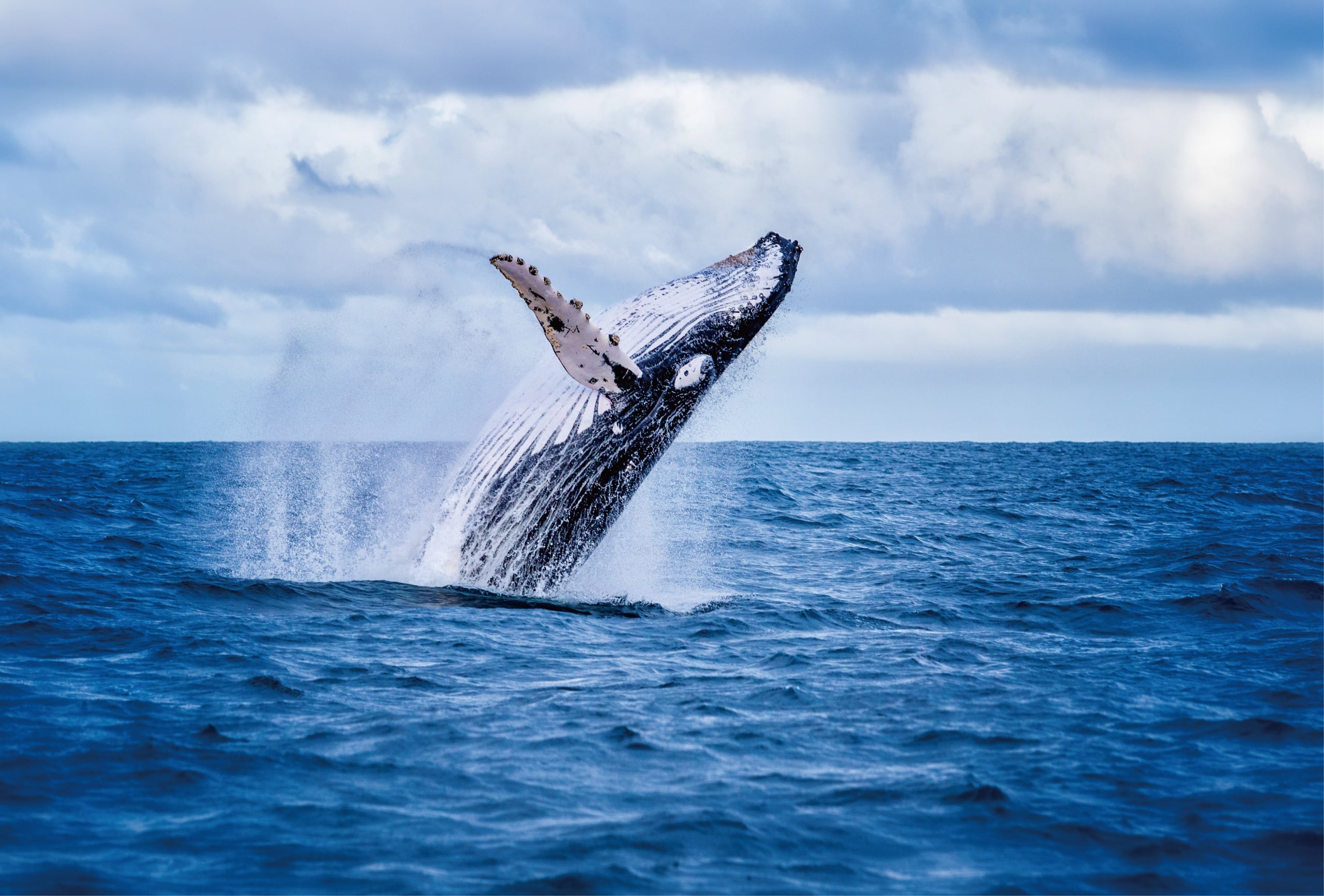 LA HAWAI'I - Whale & Dolphin Watching, Turtle Snorkeling