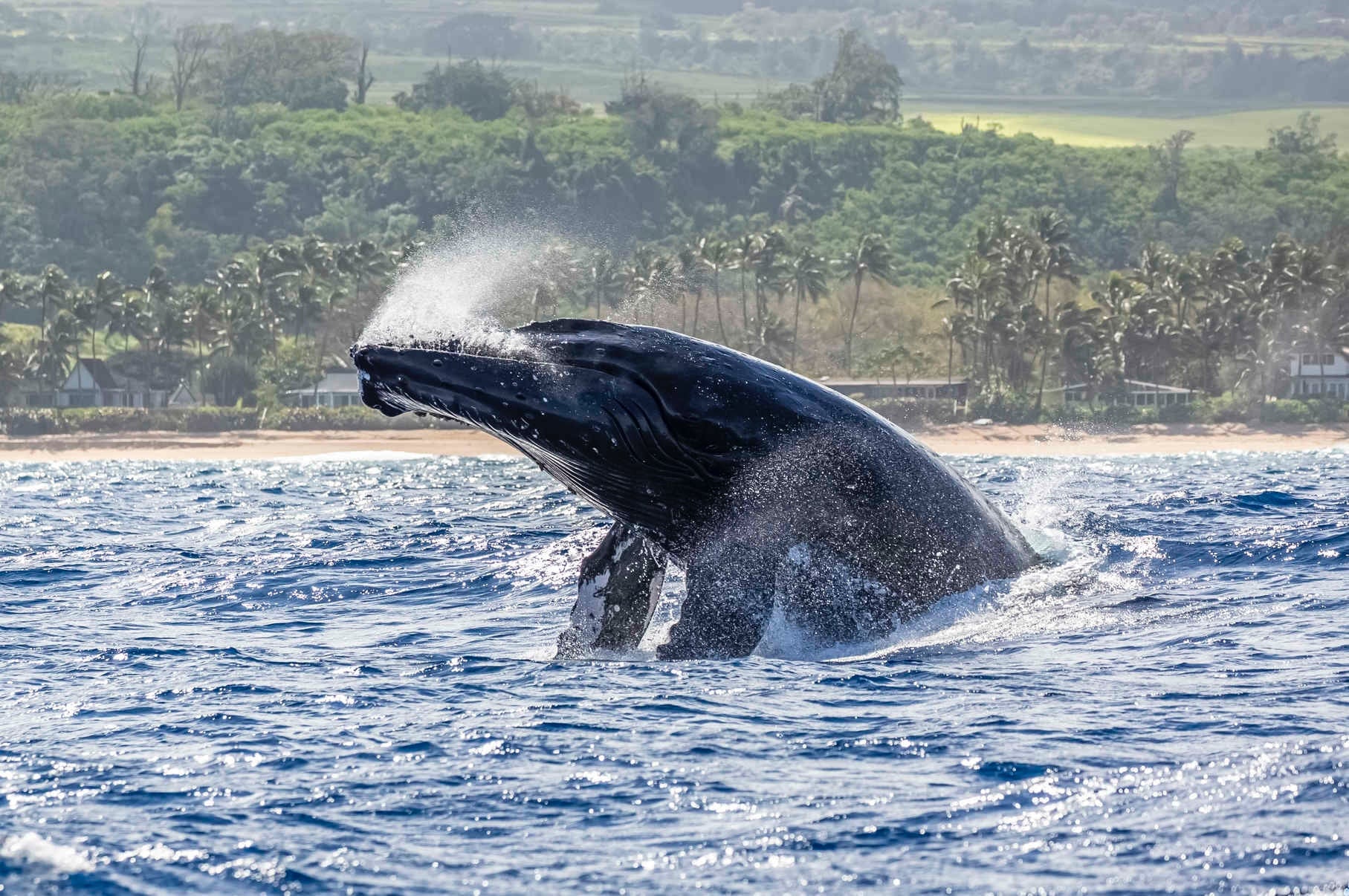 Whale Watching