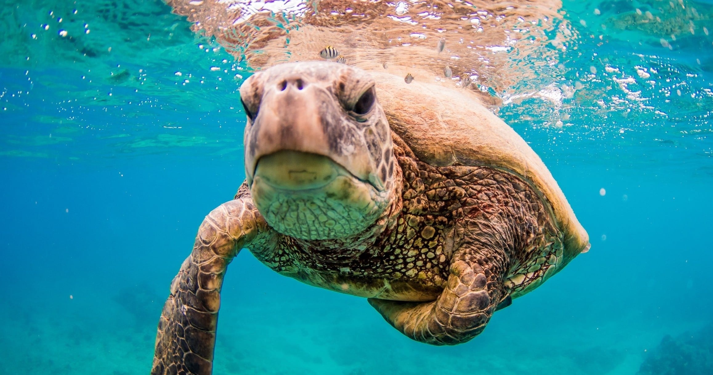 Afternoon Turtle Safari