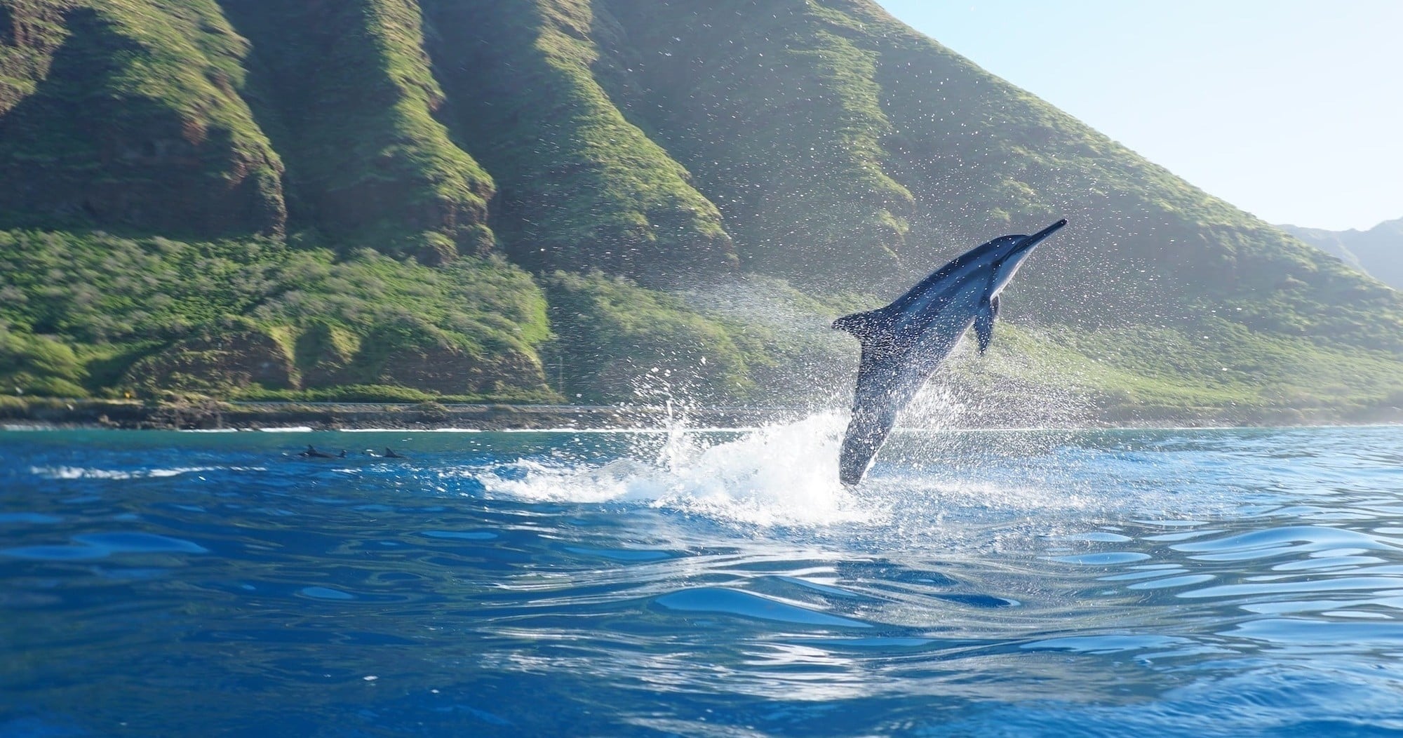 Catamaran Dolphin Watching with Water Activities & Snorkel