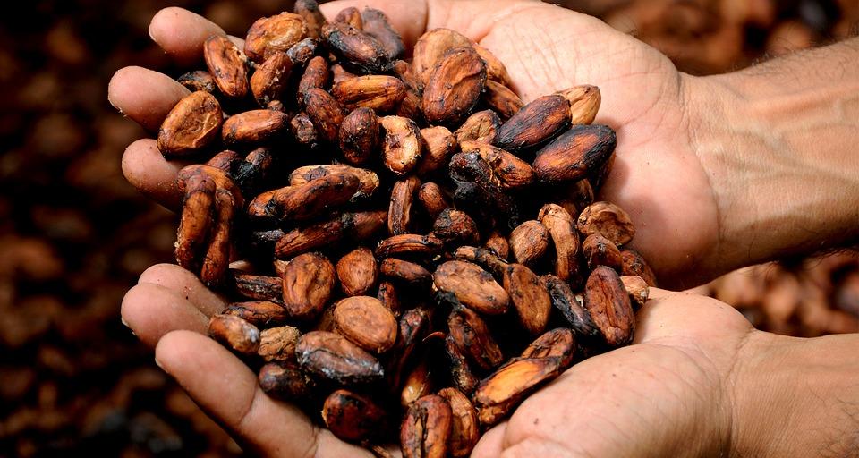 Cacao Farm Tour & Chocolate Tasting