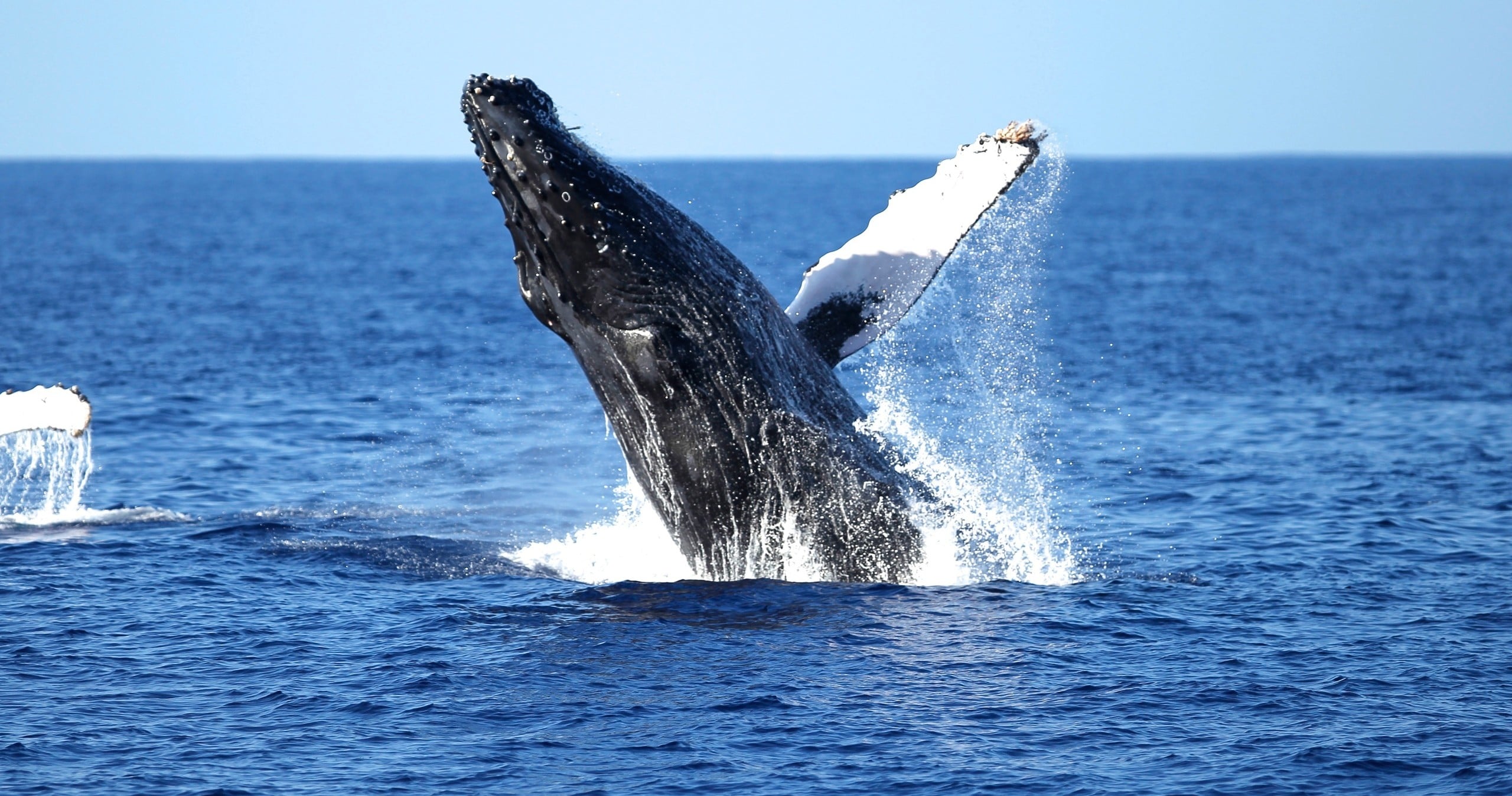 Whales and You