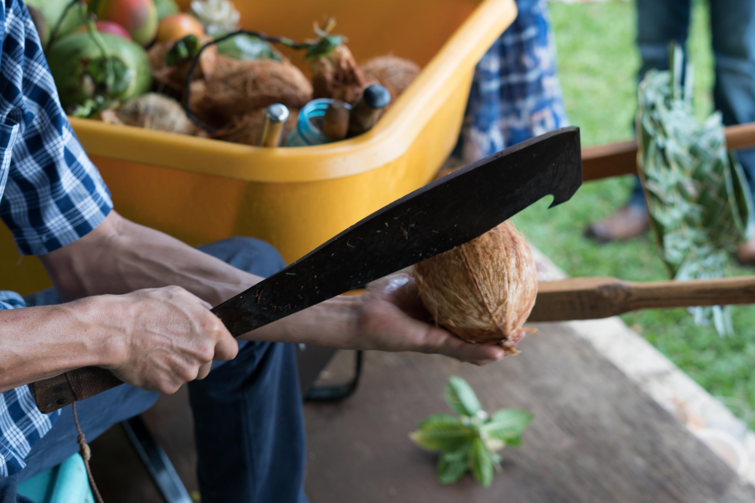 Exclusive Sustainable Farms Coconut Workshop & North Shore Scenic Sightseeing