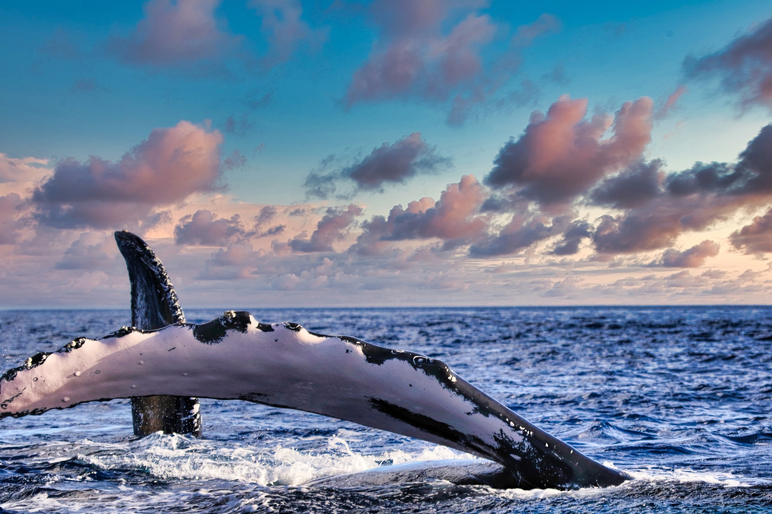 Private Whale Watching Cruise