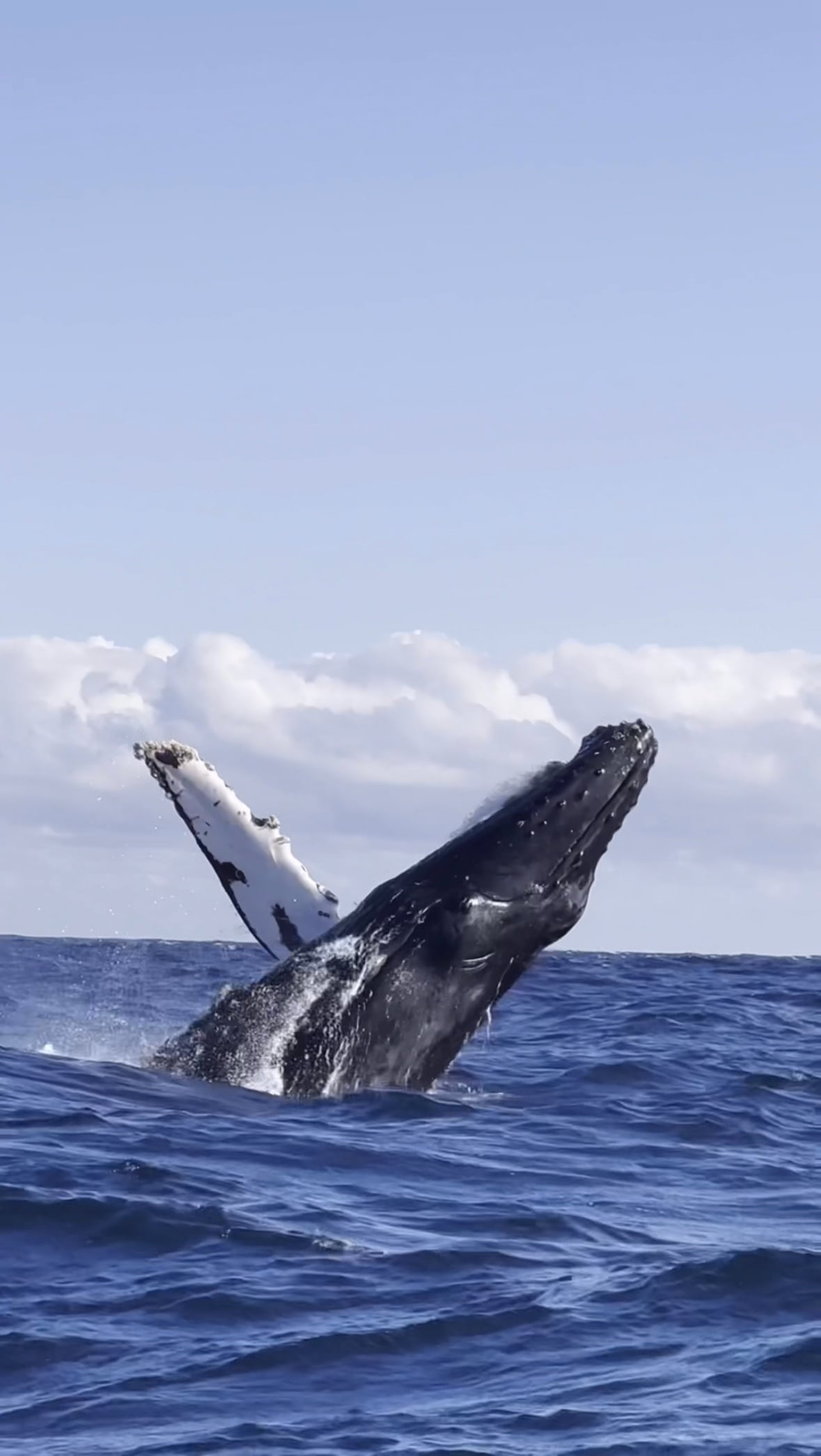 Whale Watching Oahu Boat Tour