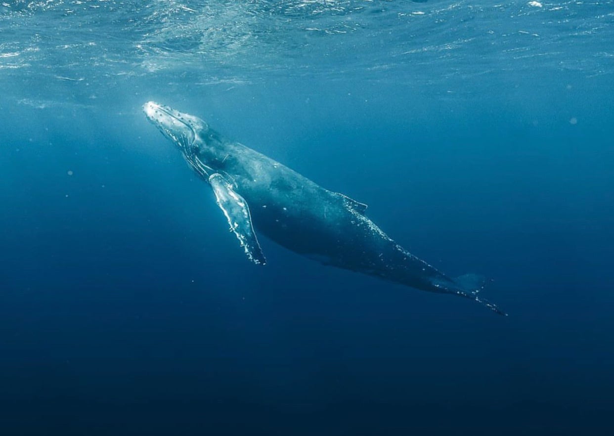 Whale Watching