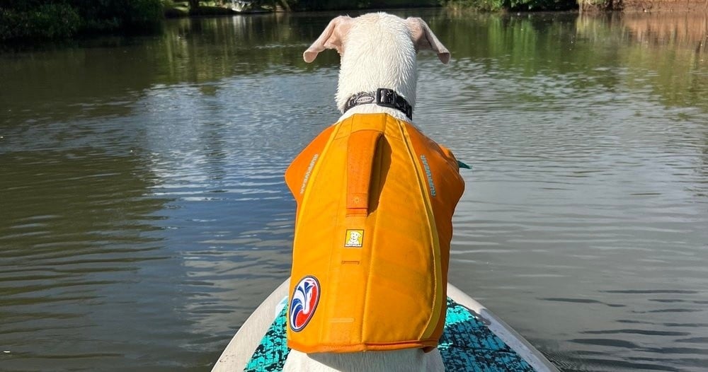 Dog Surfing Experience - North Shore