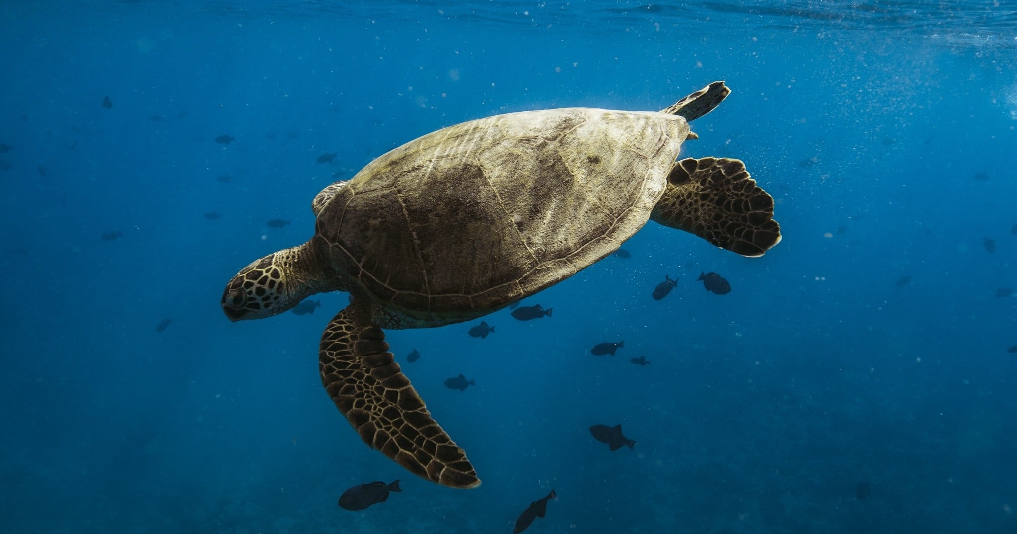 Turtle Canyon Snorkel (Small Group) "Big Kahuna"
