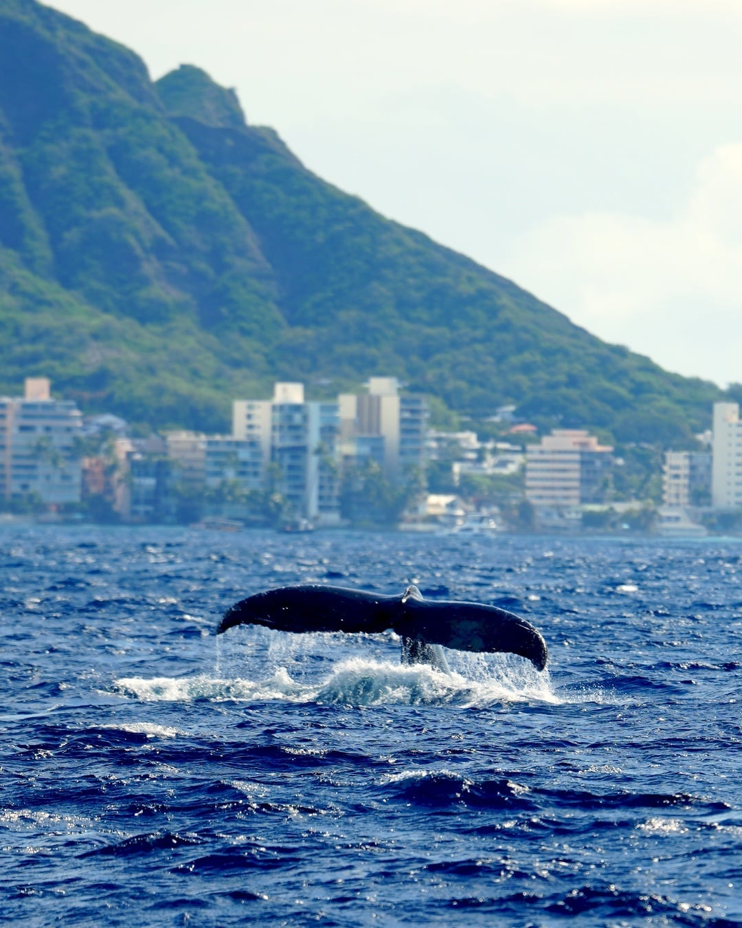Waikiki Whale Watch "Big Kahuna"