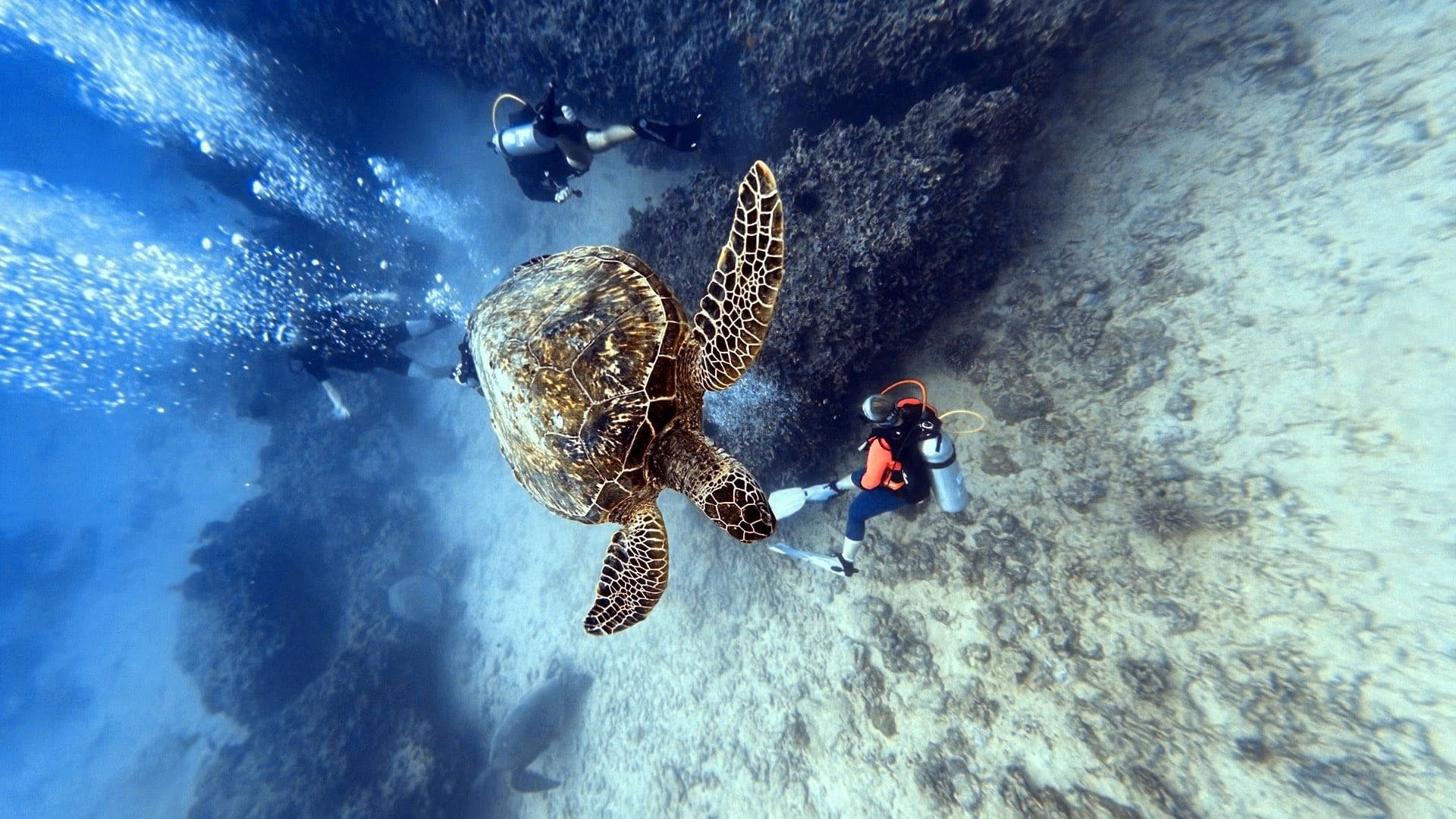PADI Open Water Scuba Diver Referral