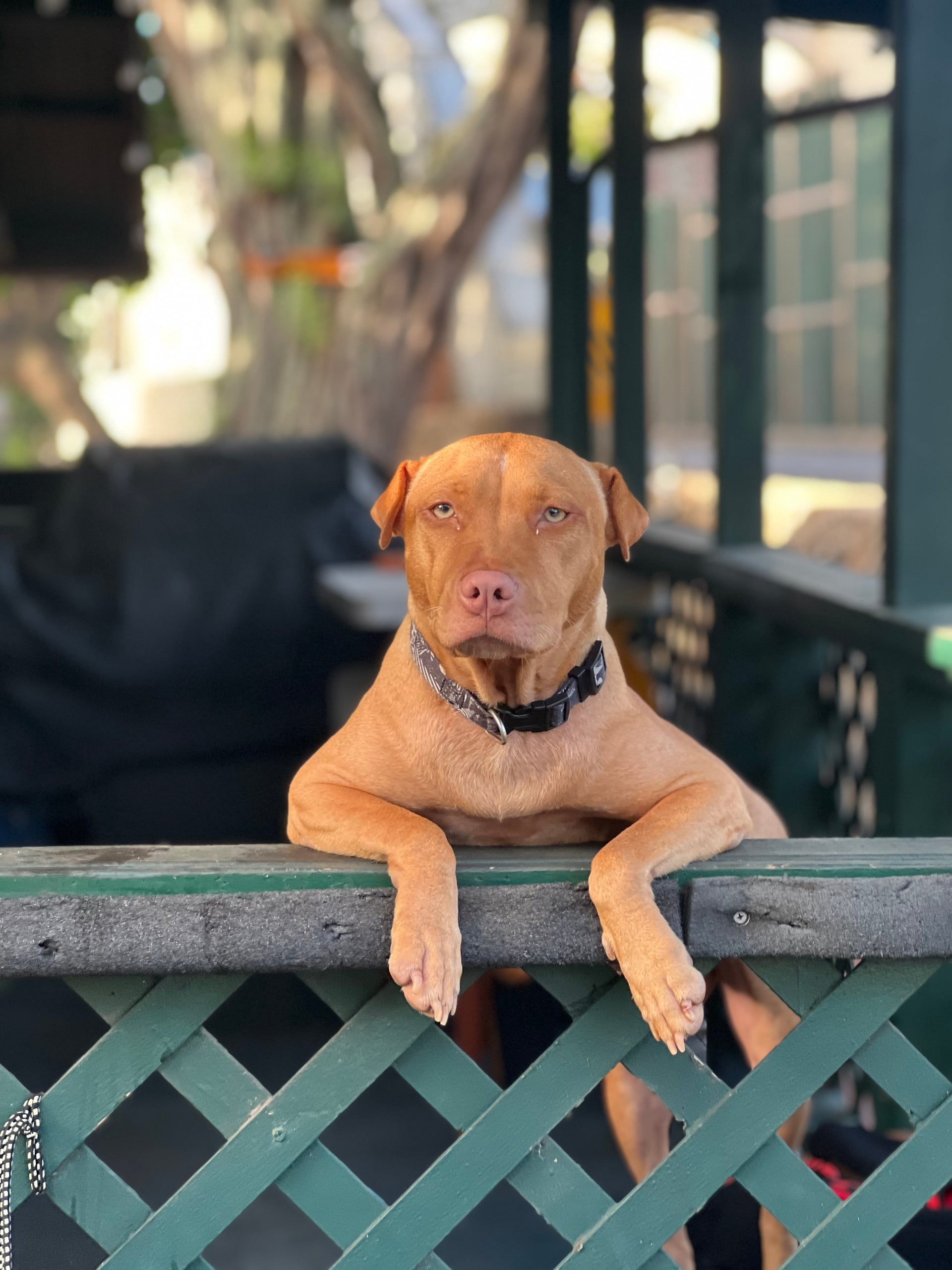 Rescue Dog, Meet & Greet (Cafe Experience)