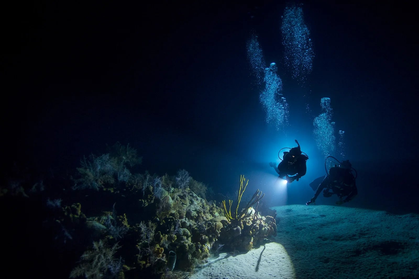 Magic Reef Night Dive