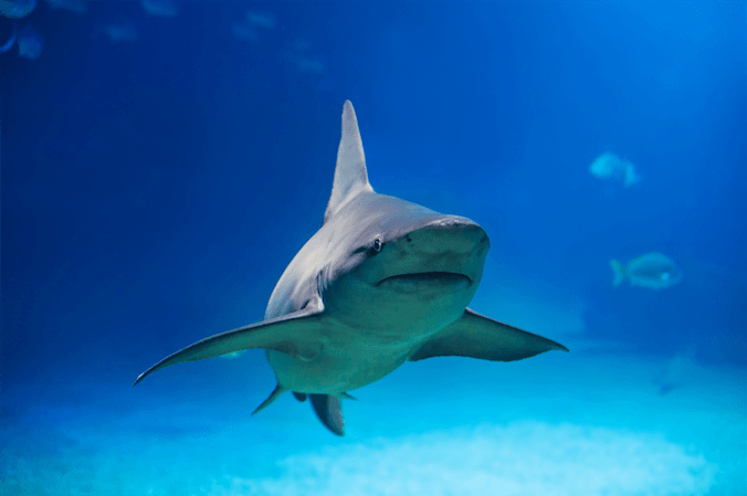 Pelagic Shark Dive