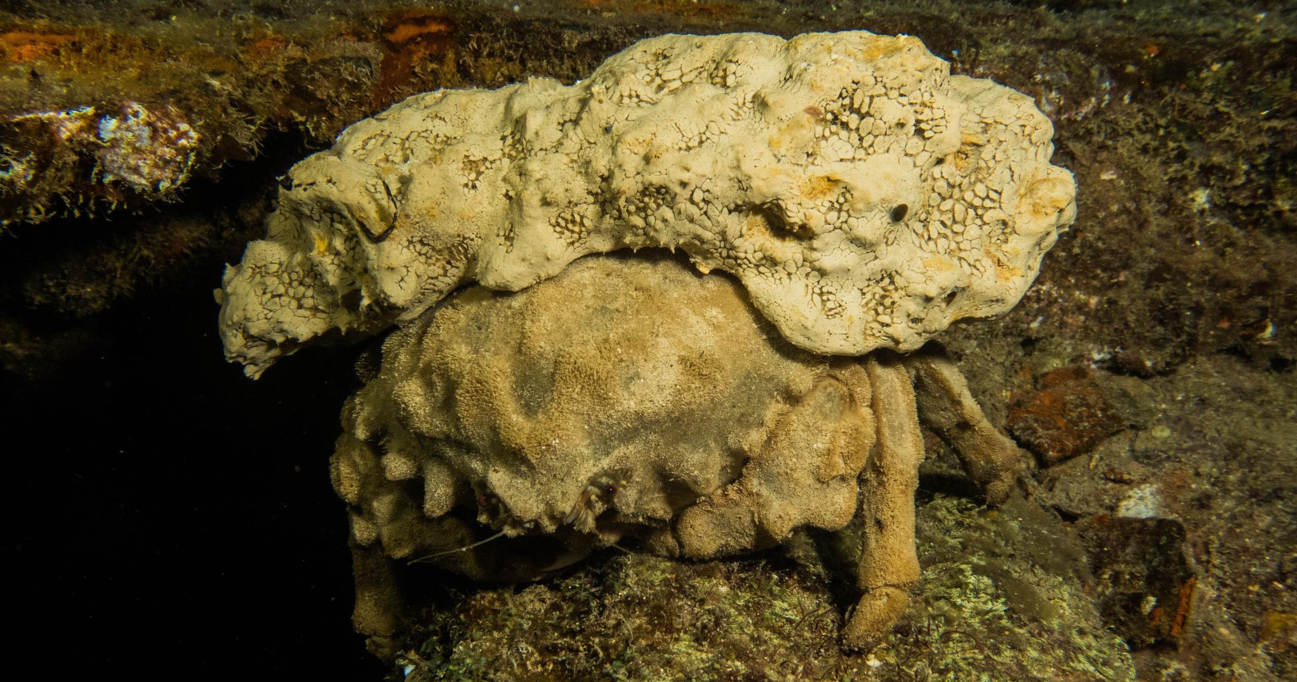 Night Dive