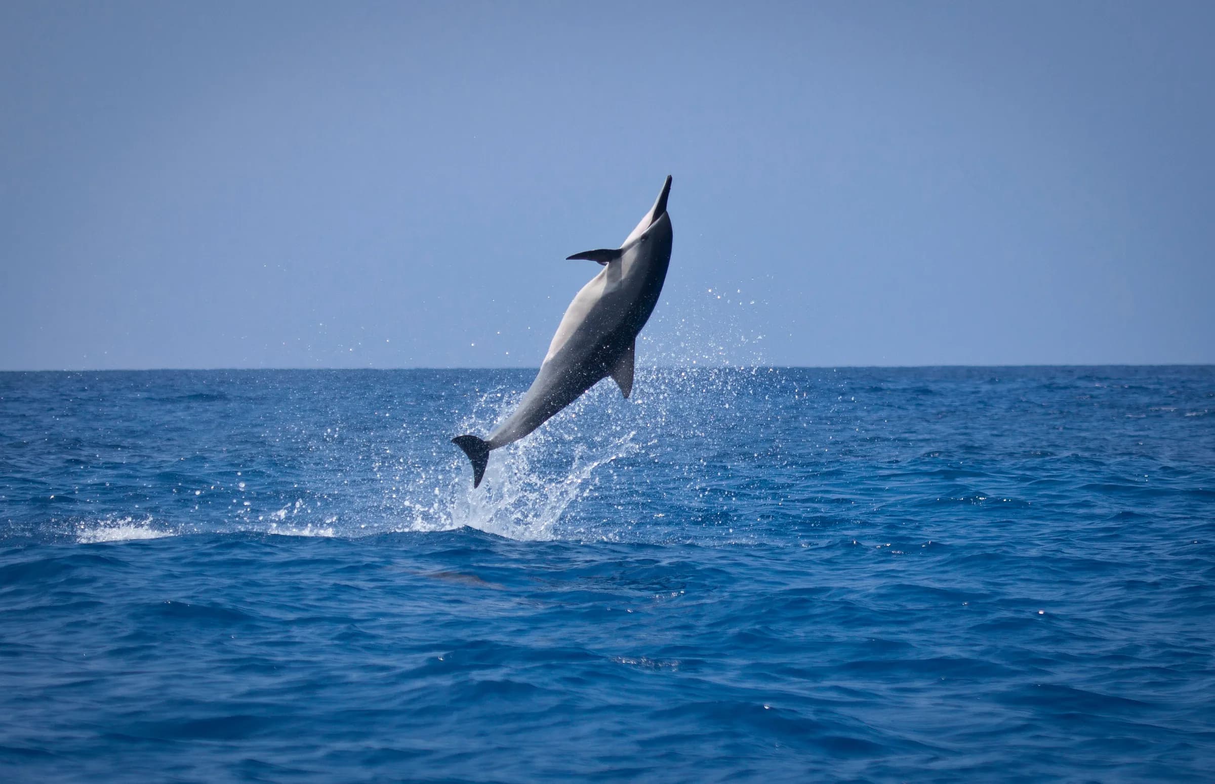 Dolphin Tours